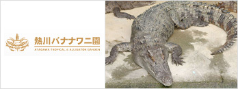 熱川バナナワニ園