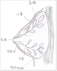 乳がんとは